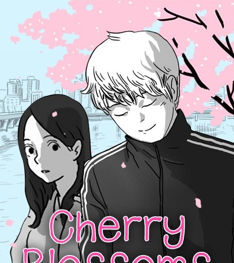 Cherry Blossoms